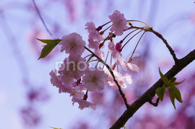 桜のアップした写真2 冬,山,晴れの写真素材