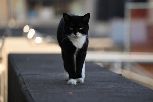 防波堤とニャンコ 防波堤とニャンコ 猫,動物,外の写真素材