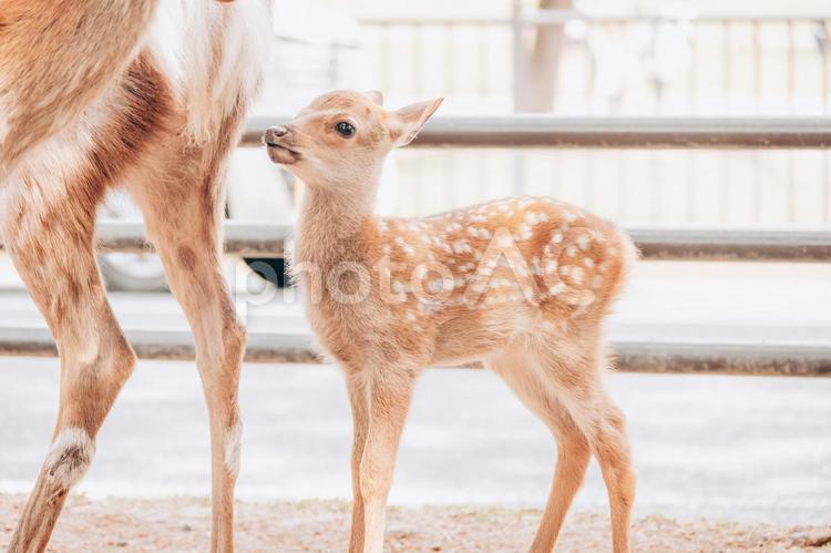 お母さんは大きいですね。 鹿,動物,シカの写真素材