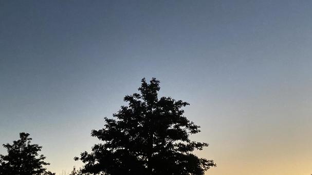 夕暮れの空〜木の写真