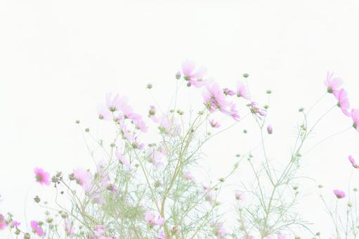 白背景ハイキー調のコスモスの花畑 白背景ハイキー調のコスモスの花畑 コスモス,花,ハイキーの写真素材