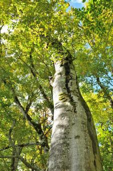 見上げる秋 木,森,自然の写真素材