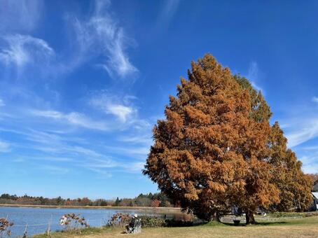 湖畔と紅葉のメタセコイア 青空,雲,湖畔の写真素材