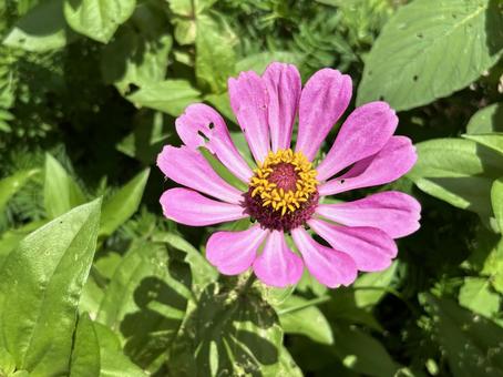 かわいいピンクの百日草 かわいいピンクの百日草の写真