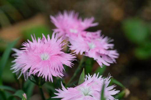 可憐なピンクのフリンジ咲きセキチク セキチク,ナデシコ,ピンクの写真素材