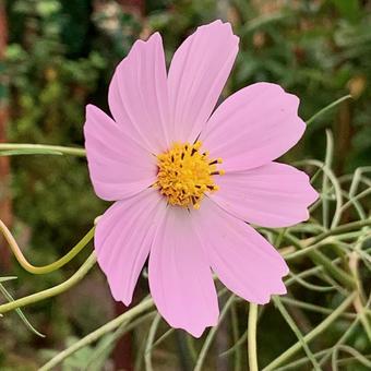 ピンクのコスモス コスモス,ピンク,可愛らしいの写真素材