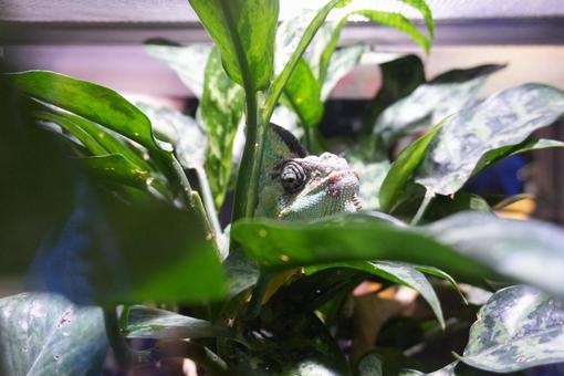 葉の隙間からのぞくカメレオン 葉の隙間からのぞくカメレオンの写真
