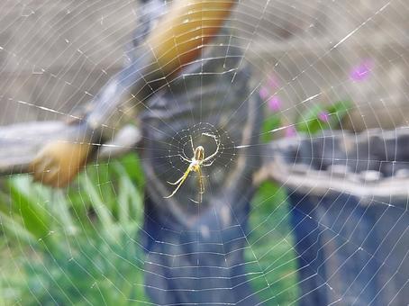 蜘蛛の巣 蜘蛛の巣 蜘蛛の糸,綺麗,風景の写真素材