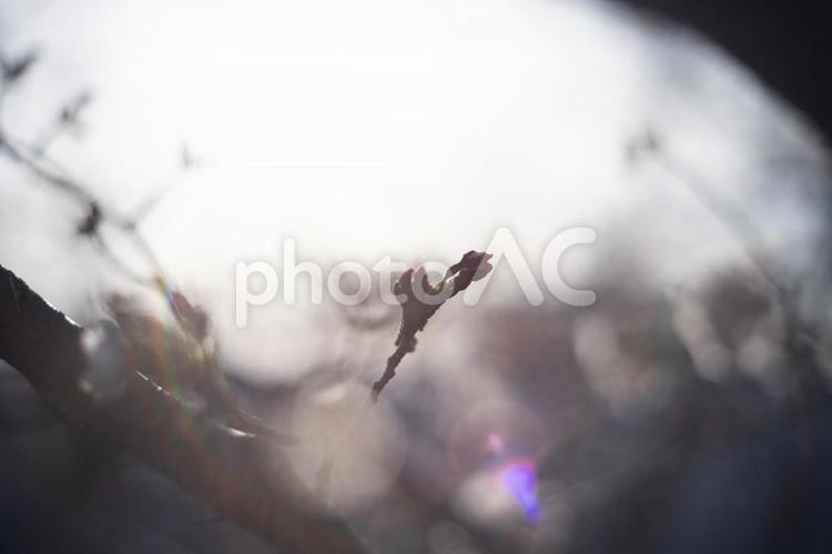 ゴーストとフレアのノスタルジックな桜の蕾 桜,さくら,オールドレンズの写真素材