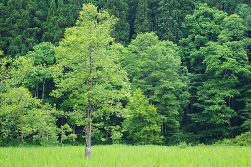 森の風景 森の風景の写真