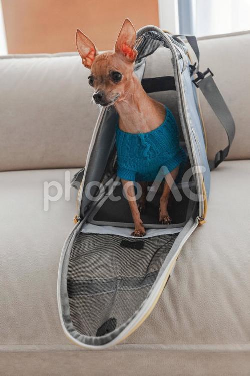 不安そうに見ている犬 犬,ペット,動物の写真素材