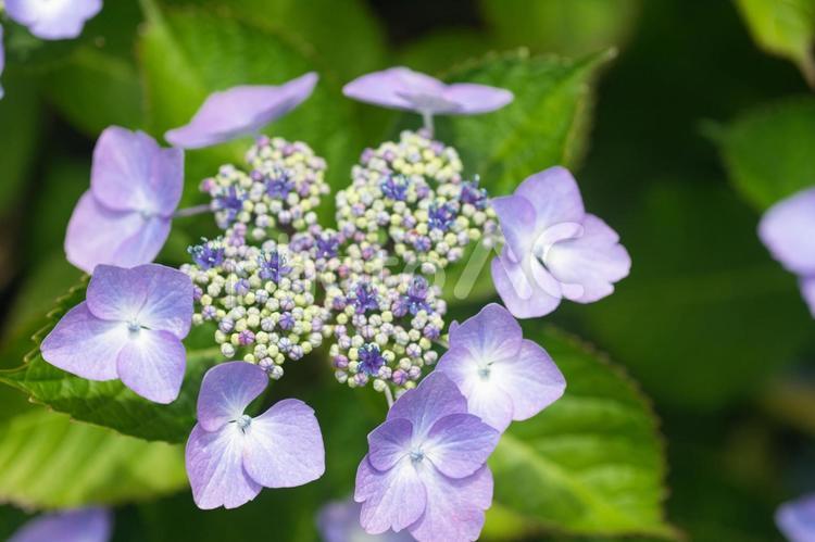 アジサイ　紫陽花　あじさい 6月,紫陽花,2023年の写真素材