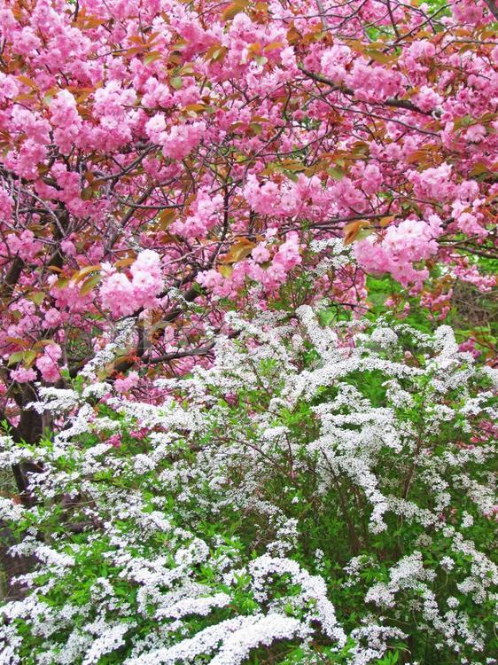 桜とユキヤナギ 桜,ユキヤナギ,雪柳の写真素材