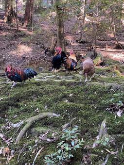 鶏_2 niwatori,鶏,ニワトリの写真素材