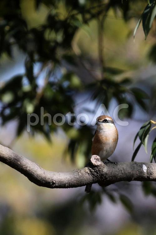 木漏れ日の中のモズ 野鳥,モズ,木洩れ日の写真素材