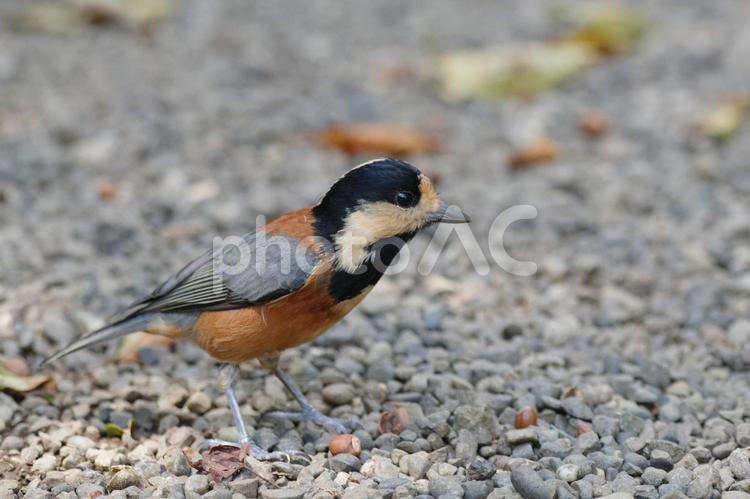 明治神宮御苑のヤマガラは人なつこい ヤマガラ,野鳥,鳥の写真素材