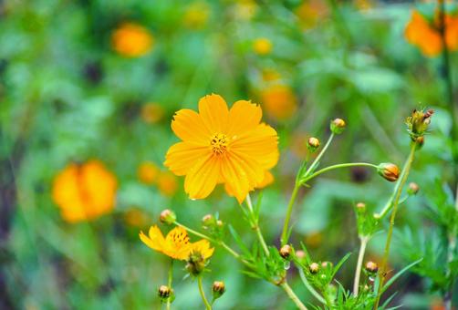 黄色い花 黄色い花の写真