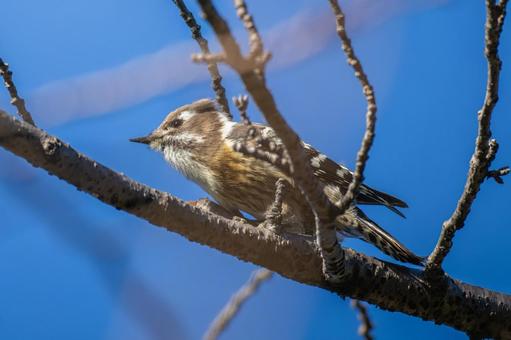 枝にとまるコゲラ 枝にとまるコゲラ コゲラ,キツツキ,野鳥の写真素材