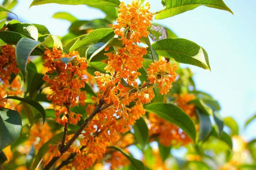 金木犀 金木犀,香り,香木の写真素材