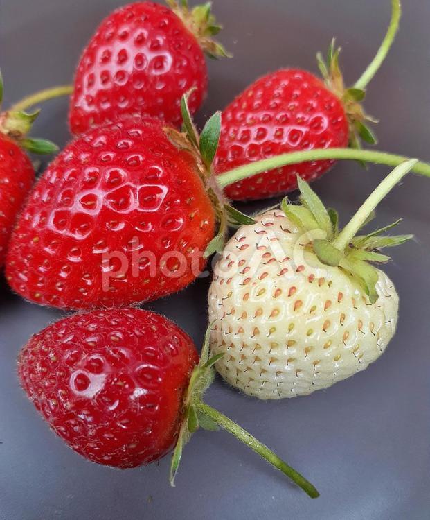 真っ赤なイチゴと白いイチゴ 苺,デザート,食べ物の写真素材