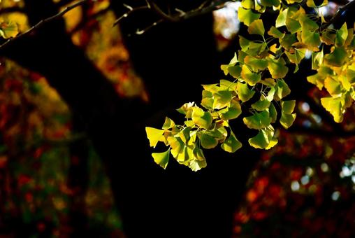 銀杏 銀杏,秋,自然の写真素材