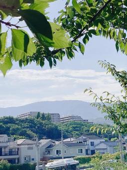新緑の頃 新緑の頃の写真