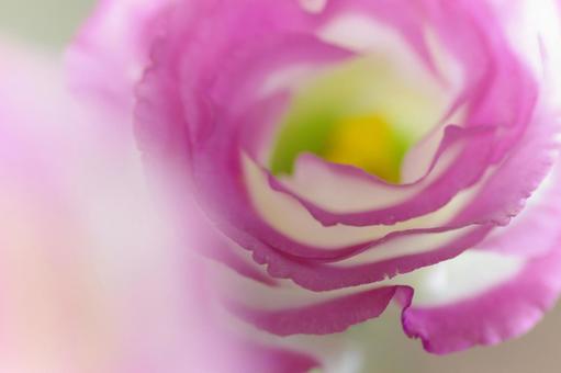 薔薇　バラ　ピンクのバラ　覆輪の薔薇の写真