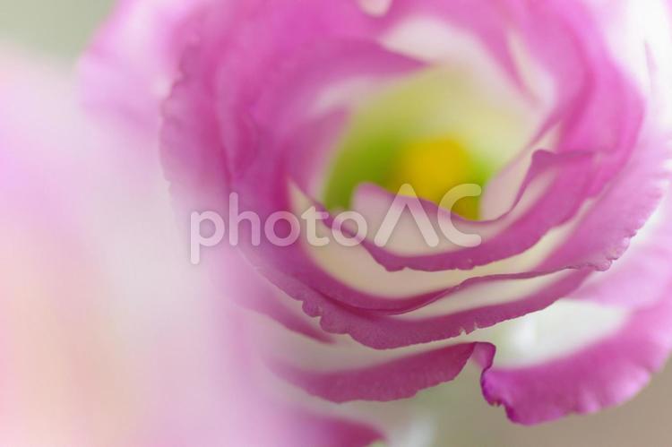薔薇　バラ　ピンクのバラ　覆輪の薔薇 薔薇,バラ,ピンクのバラの写真素材