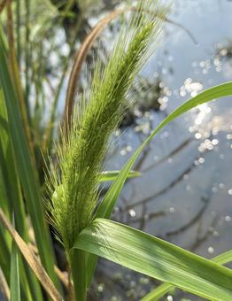 ヒエの出穂の写真