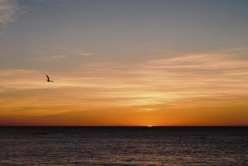 夕焼けと鳥 夕焼けと鳥の写真