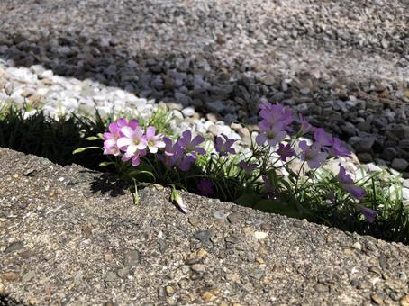 ムラサキカタバミ ムラサキカタバミ 植物,自然風景,自然の写真素材