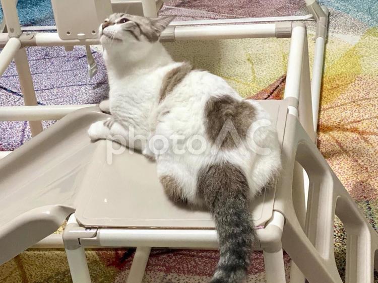 子供用ジャングルジムで微睡むシャム系猫 猫,シャムトラ,微睡むの写真素材