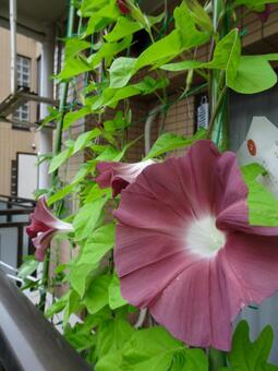 朝顔　団十郎 バックグランド,何人もありません,公園の写真素材
