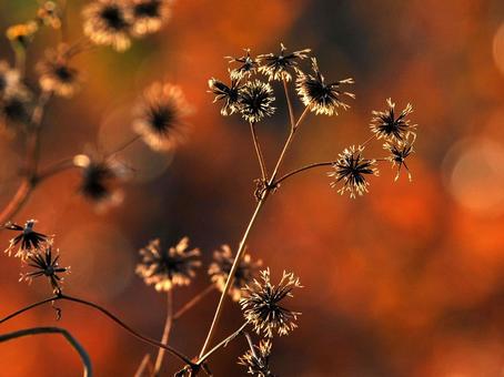 晩秋のセンダングサ センダングサ,雑草,晩秋の写真素材