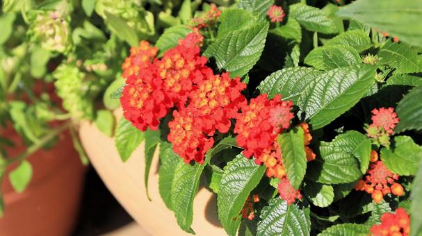 夏の花壇 鮮やかなランタナ 夏の花壇 鮮やかなランタナの写真