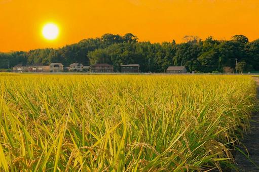 秋の田んぼと西の落日 稲田,夕日,太陽の写真素材
