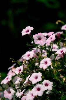 ペチュニア ペチュニア,花,ピンクの写真素材