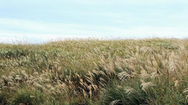 稲取細野高原のすすき野原　21 稲取細野高原,ススキ,秋の写真素材