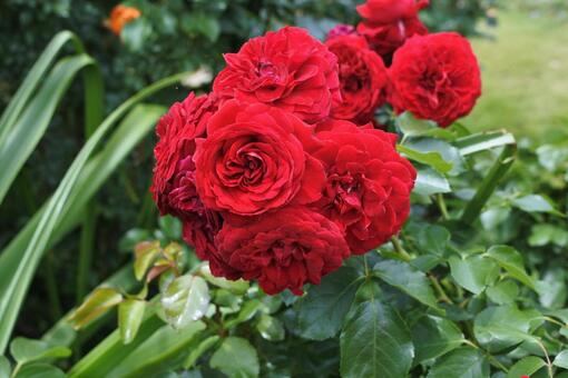 深い赤色が美しいバラの花束風 バラ,花束,ローズの写真素材