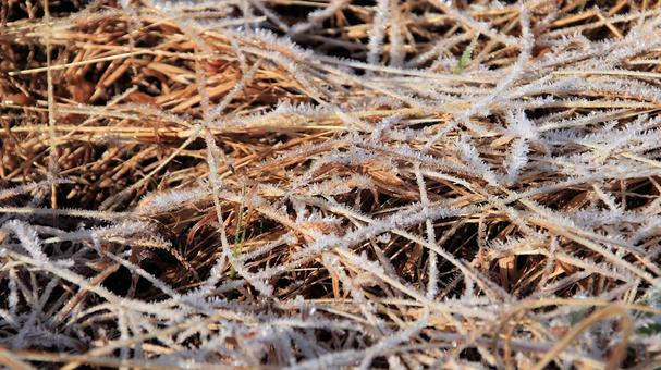 真っ白な霜が降りた11月の河口湖の朝 霜,朝,秋の写真素材