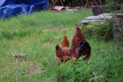 ネパールの田舎の家の庭にいるニワトリ ネパールの田舎の家の庭にいるニワトリ ネパール,田舎,家の写真素材