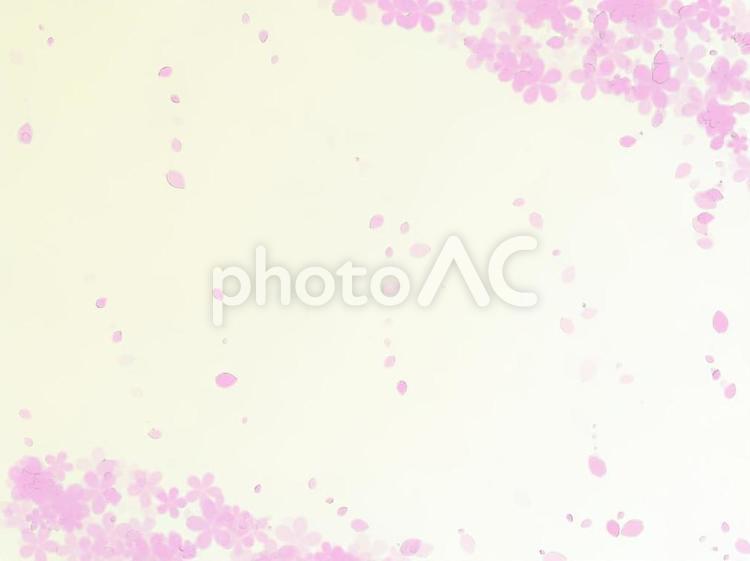 花びらが舞う桜の背景画像（背景色 黄色） 桜,サクラ,さくらの写真素材