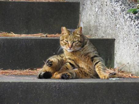 A cat staring at you with wary eyes, JPG