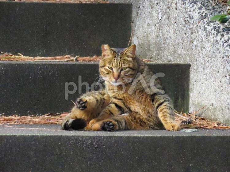 警戒した目でこちらを見つめるネコ 猫,ネコ,動物の写真素材