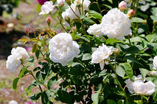 薔薇 ウィンチェスターキャシードラル 薔薇 ウィンチェスターキャシードラル 薔薇,ウィンチェスターキャシードラル,白の写真素材