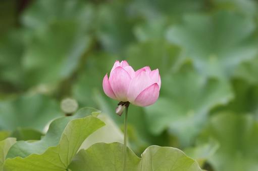 蓮 蓮 蓮,蓮の花,ハスの写真素材