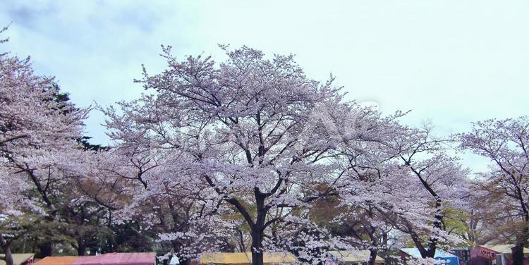 清水公園の桜-66 清水公園,千葉県野田市,桜の木の写真素材