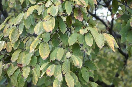 少しずつ色づき始めた広葉樹の葉 葉,葉っぱ,紅葉の写真素材