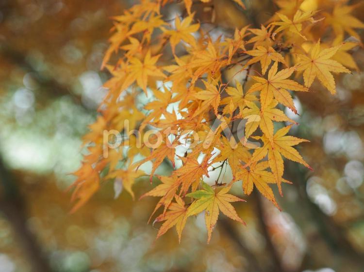 紅葉が綺麗なモミジの風景写真 枝,木の枝,枯れ木の写真素材