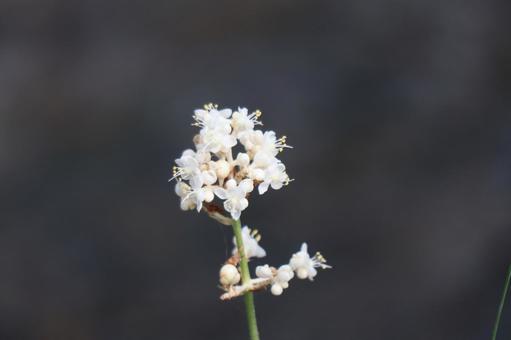白い花びらのヤブミョウガの花のアップ 白い花びらのヤブミョウガの花のアップの写真